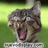 gatoasustado.gif